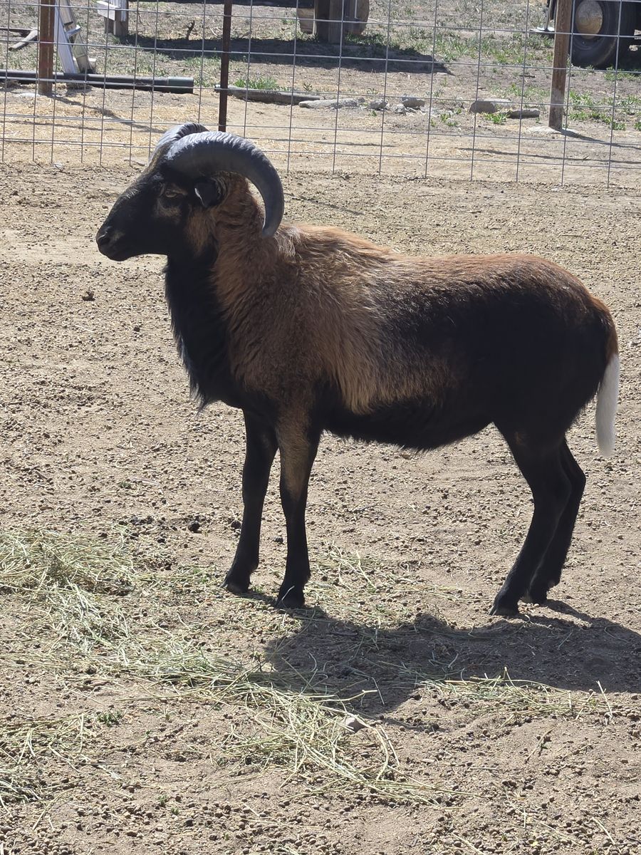 American blackbelly ram