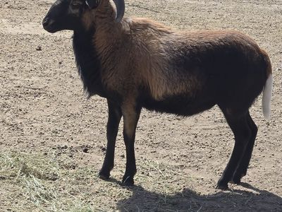 American blackbelly ram