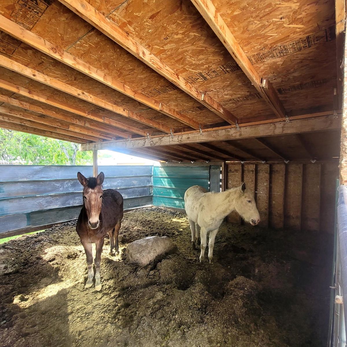 Mule, Used - Large, Brown,