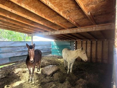 Mule, Used - Large, Brown,