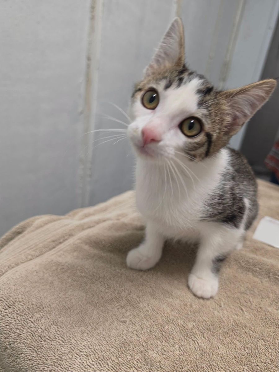 DOMESTIC SHORTHAIR
