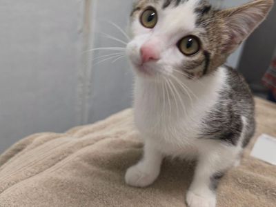 DOMESTIC SHORTHAIR