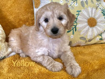 Mini Goldendoodle puppies
