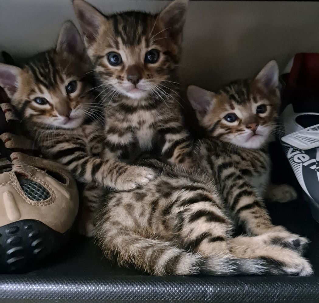 Bengal kittens