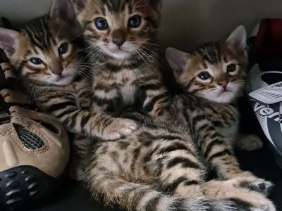 Bengal kittens