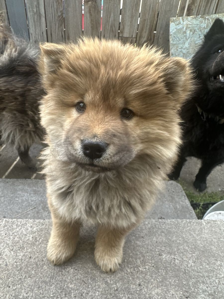 Chow chow puppy!!!