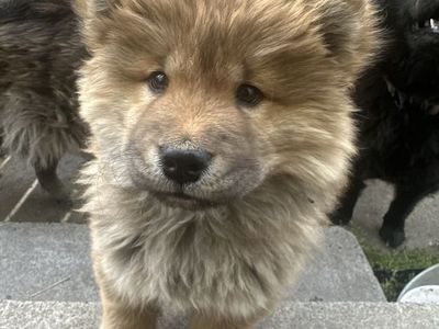 Chow chow puppy!!!