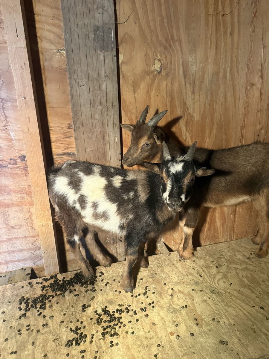 Goat for sale
