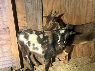 Goat for sale