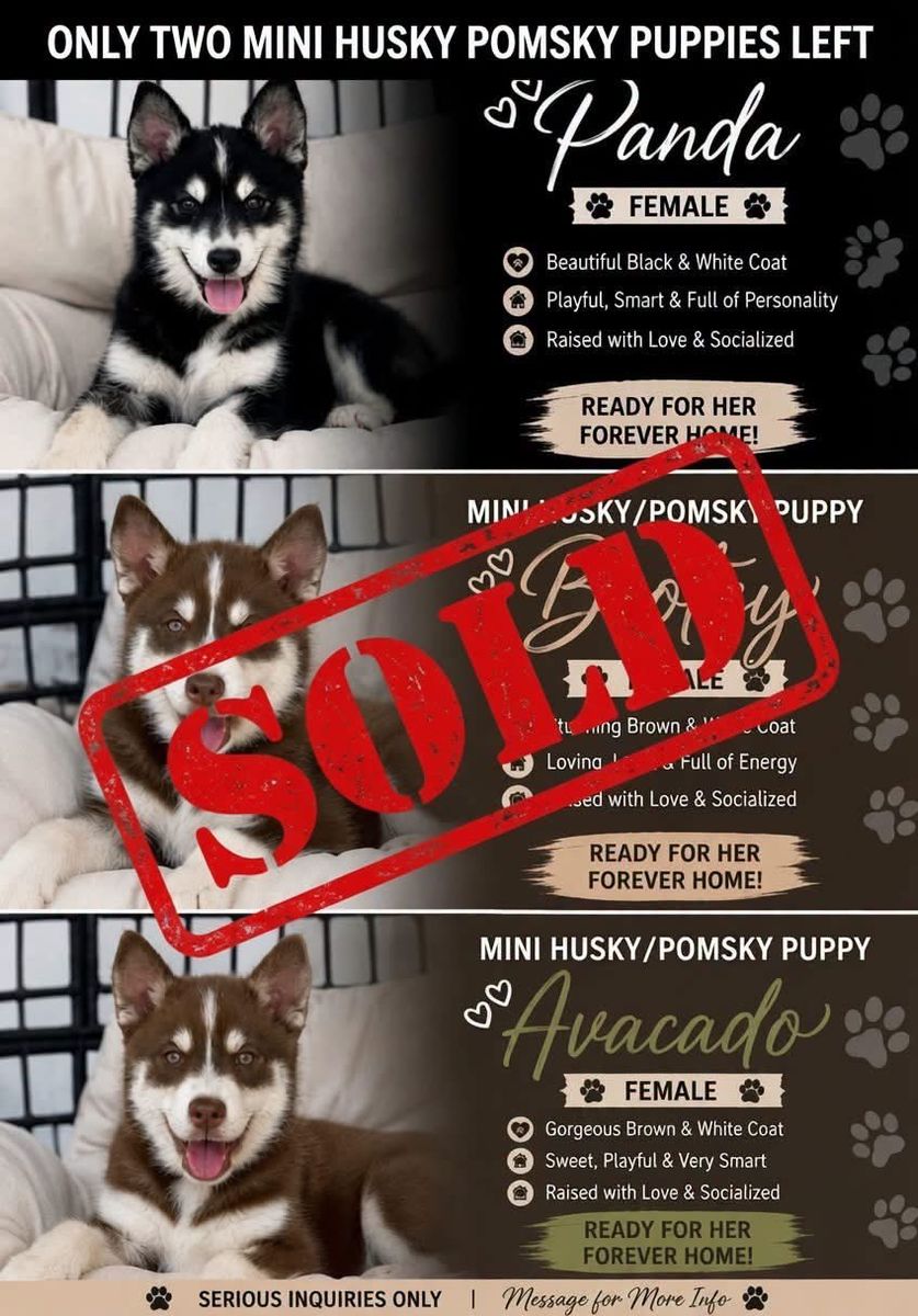 Two Mini Pomeranian Huskies Left