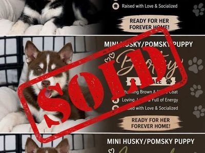 Two Mini Pomeranian Huskies Left