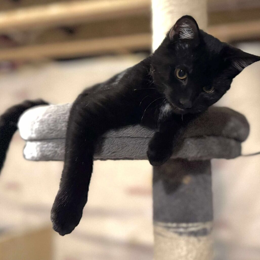 Domestic Short Hair