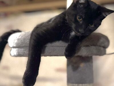Domestic Short Hair