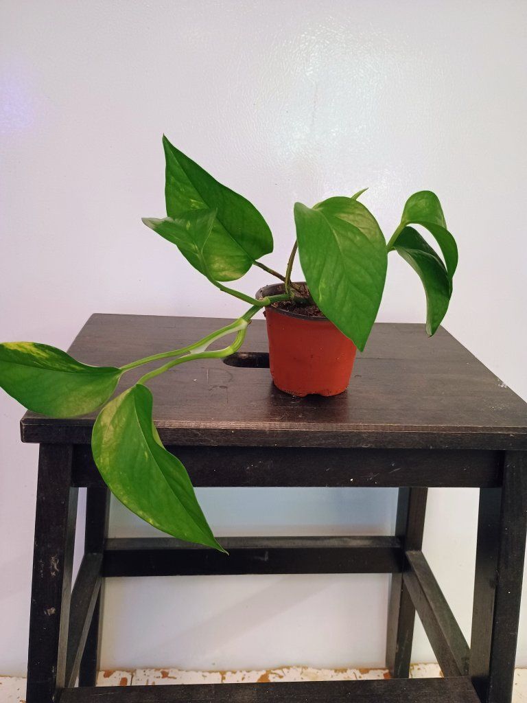 Pothos plant. 3" nursery pot.