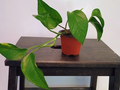 Pothos plant. 3" nursery pot.