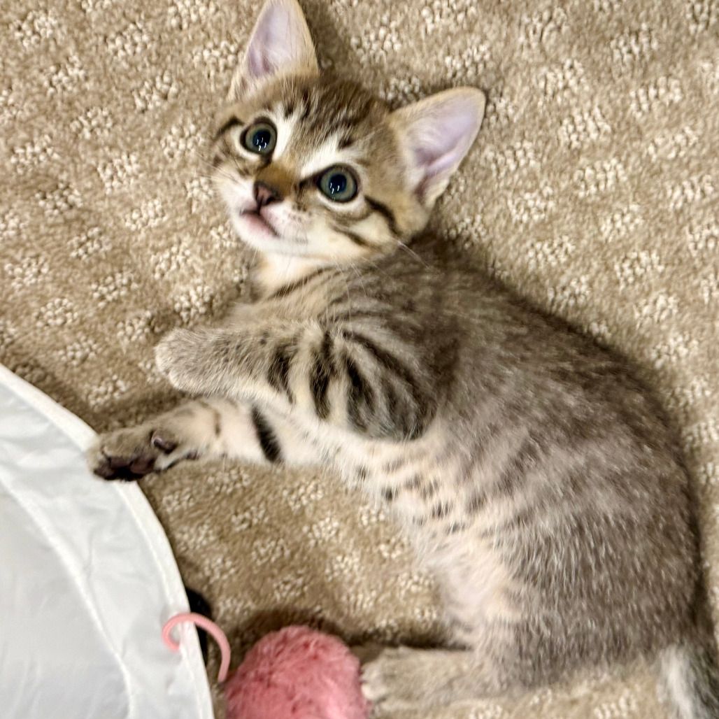 Hello my name is Turvy