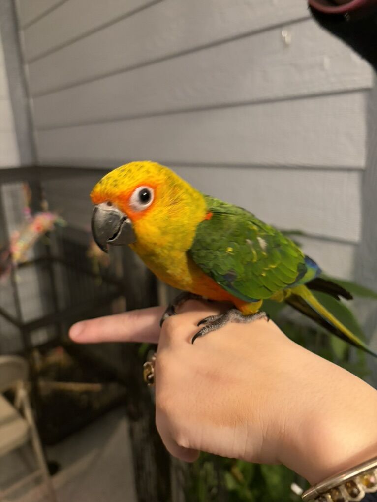 Sun Conure
