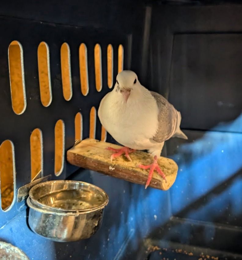 Nubird the Pigeon