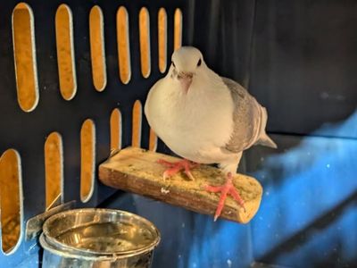 Nubird the Pigeon