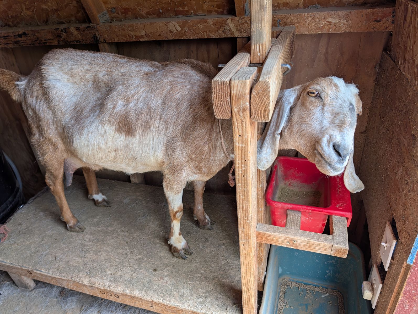 Goat, Doe in Milk