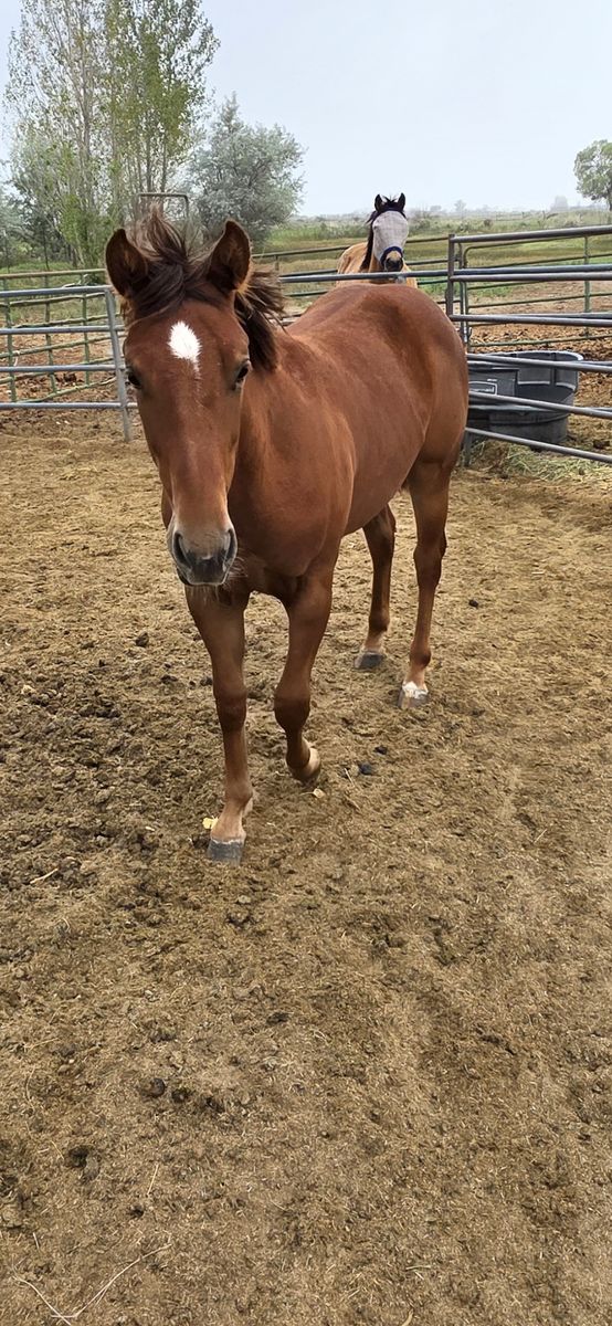 AQHA Yearling Filly
