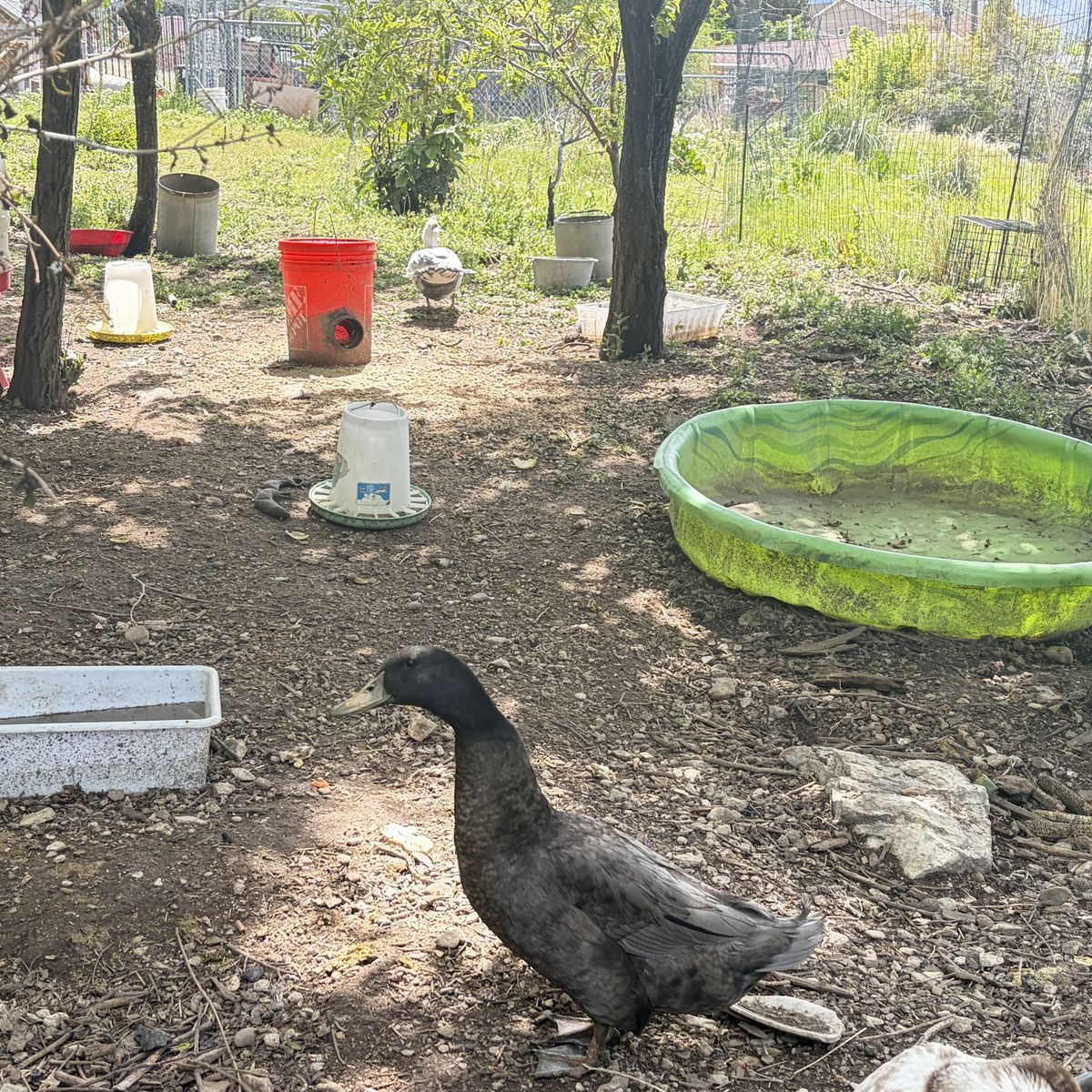 Ducks