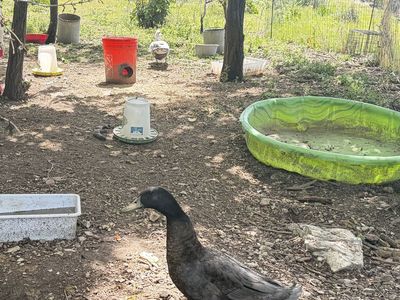 Ducks