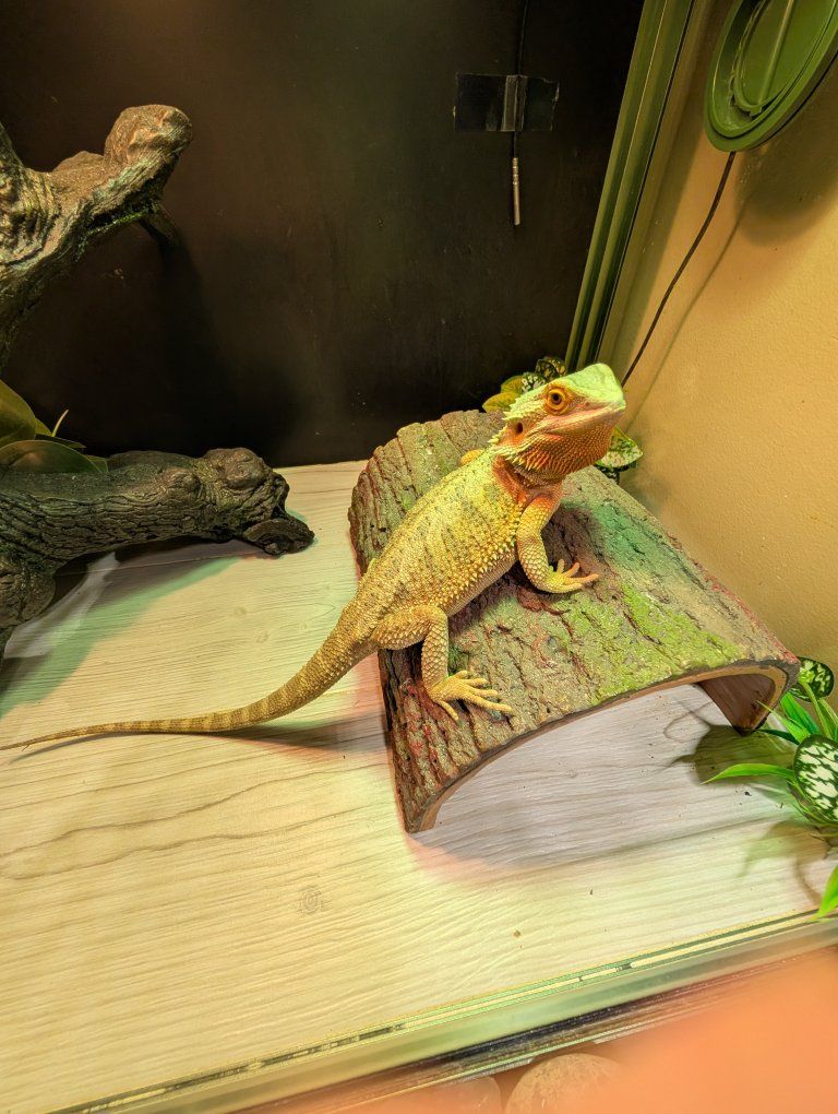 female bearded dragon 11 months old with cage and accessories