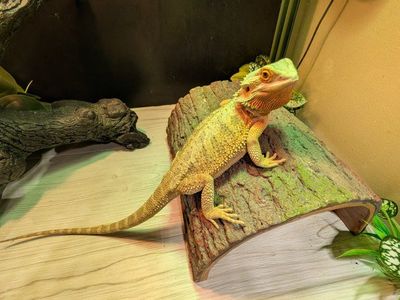 female bearded dragon 11 months old with cage and accessories