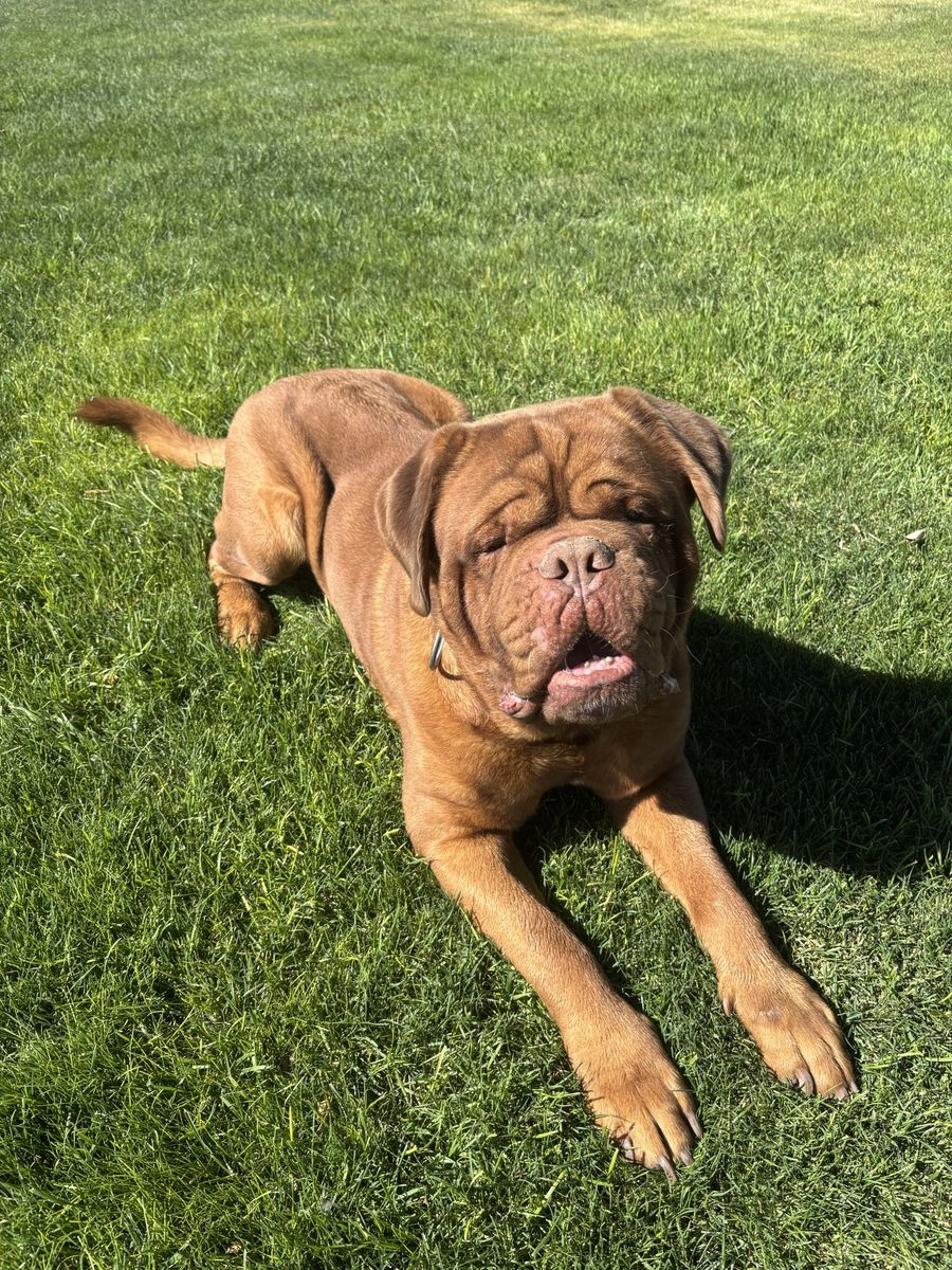 Rehoming AKC Male Dogue De Bordeaux/French Mastiff