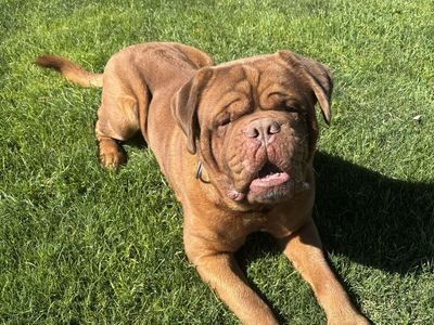 Rehoming AKC Male Dogue De Bordeaux/French Mastiff