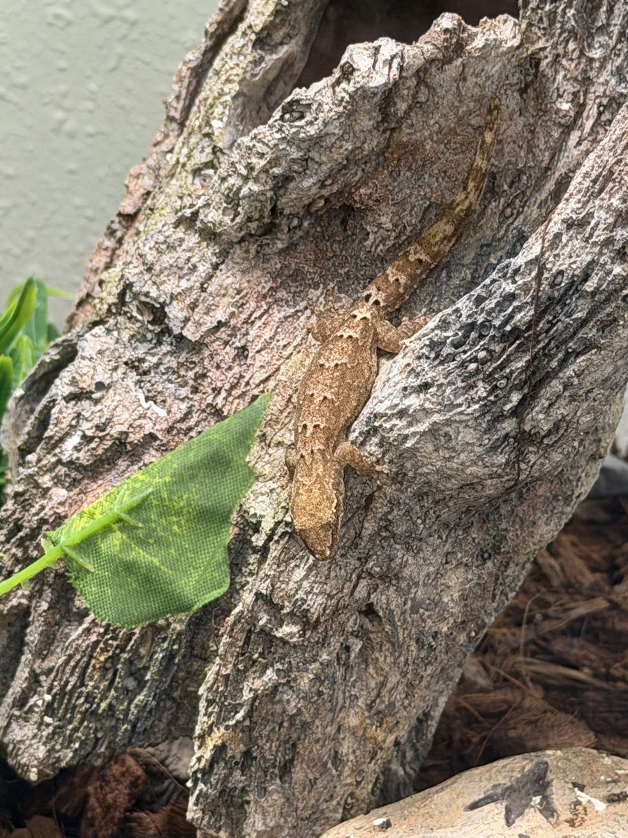 Mourning Geckos