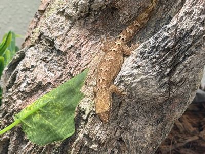 Mourning Geckos