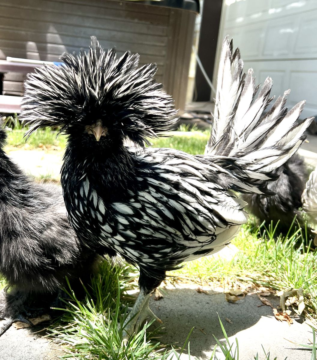 Rooster needs a home