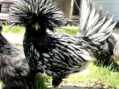 Rooster needs a home