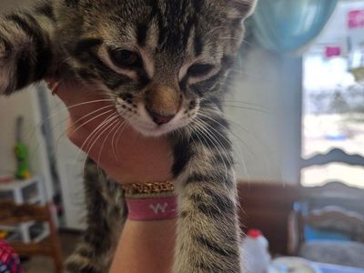 2 Kittens that need homes