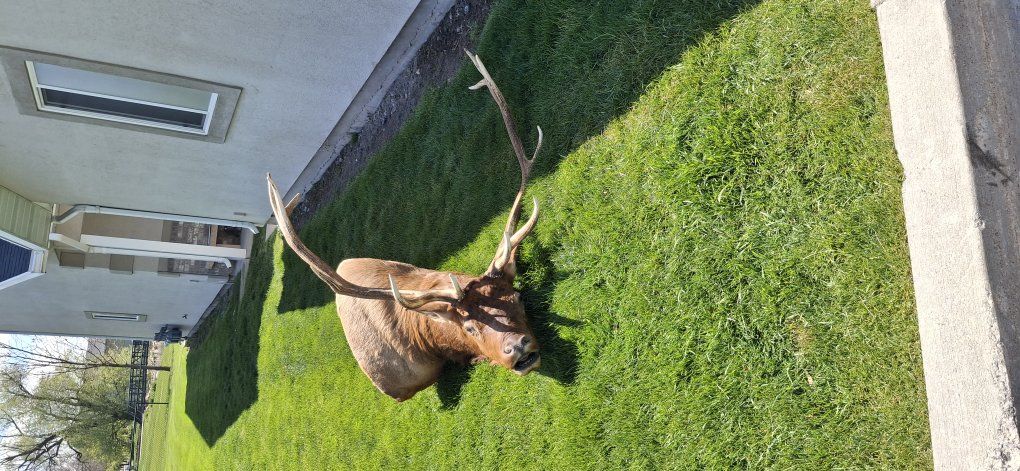 bull elk mount