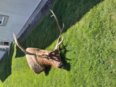 bull elk mount