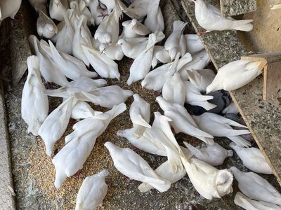 Pigeon for sale