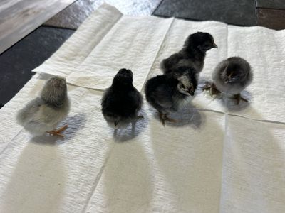 2 day old Serama chicks