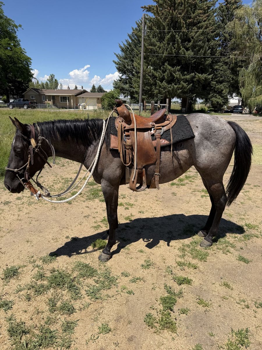 Broke Blue Roan Filly - Gentle Disposition, Under Saddle, New Shoes