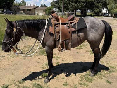 Broke Blue Roan Filly - Gentle Disposition, Under Saddle, New Shoes