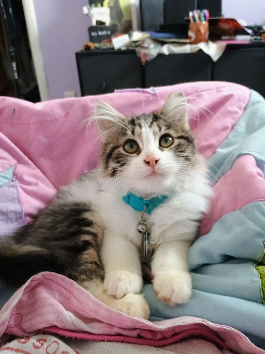 Getting rid of Kitty