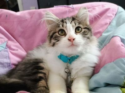 Getting rid of Kitty