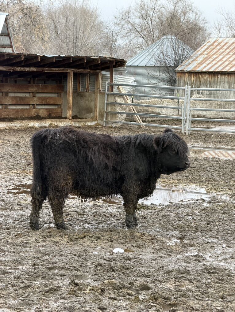 8 Month Black Highland Heifer Calf