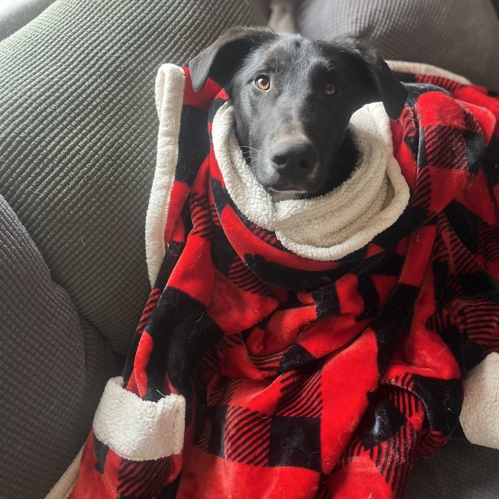 Hello my name is Dobby