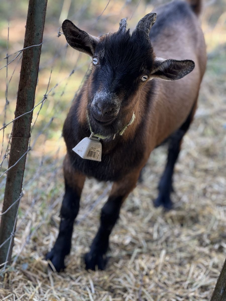 1-1/2 Year Old Nigerian Dwarf Buck