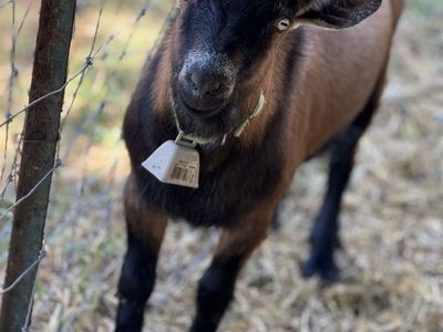 1-1/2 Year Old Nigerian Dwarf Buck