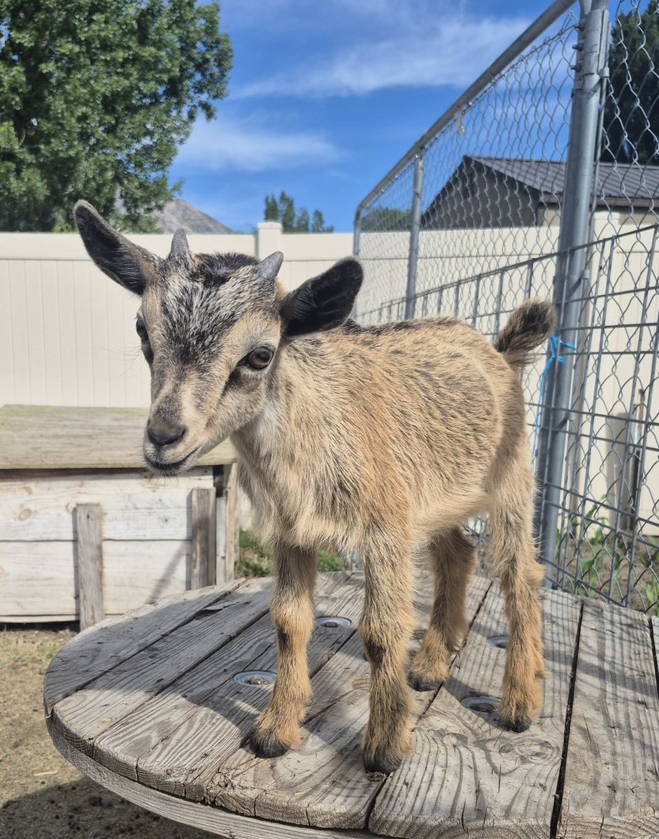 Nigerian Dwarf Goats  Multiple Colors - Young Goats for Sale