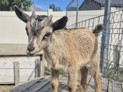 Nigerian Dwarf Goats Multiple Colors - Young Goats for Sale